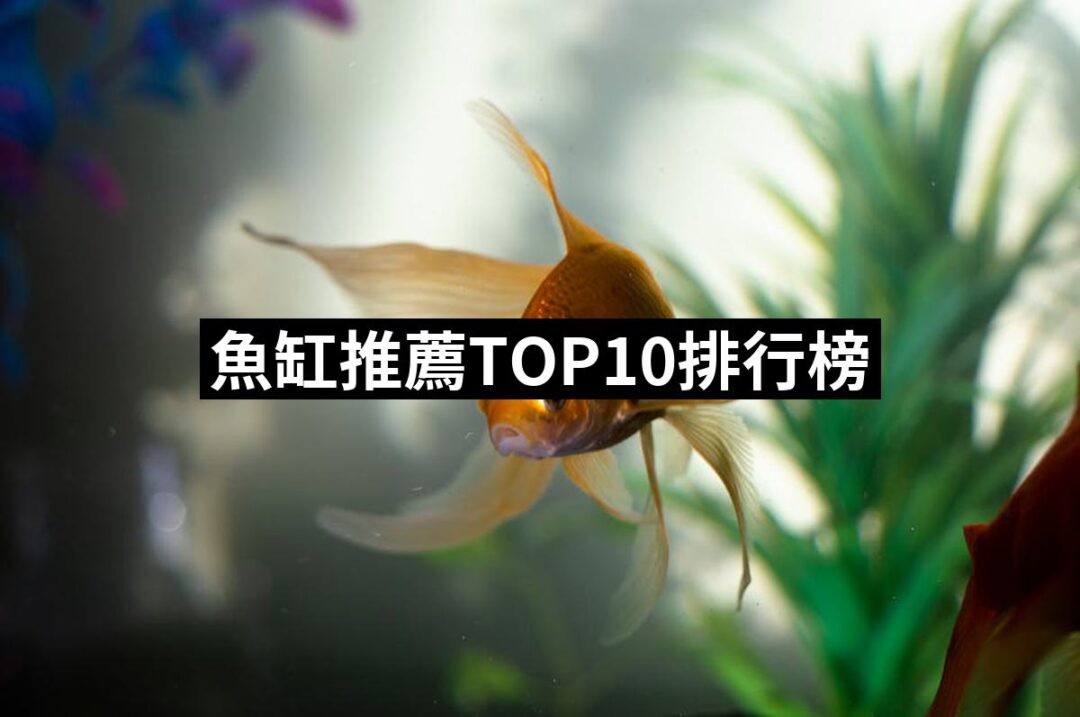 2024魚缸推薦10款高評價人氣品牌排行榜 | 好吃美食的八里人