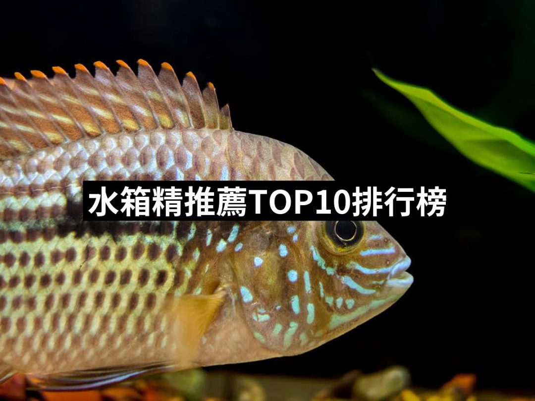 【2025】水箱精推薦10款高評價水箱精品牌排行 | 好吃美食的八里人