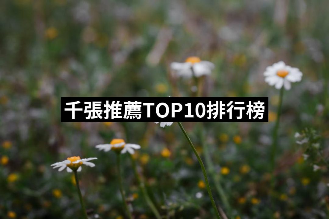 【2025】千張推薦10款高評價千張品牌排行 | 好吃美食的八里人